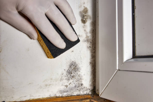 Biohazard Mold Removal in Eau Claire, WI